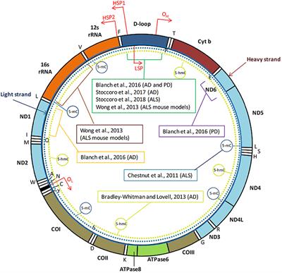 Mitoepigenetics and Neurodegenerative Diseases